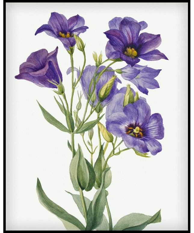 Mary Vaux Walcott Poster