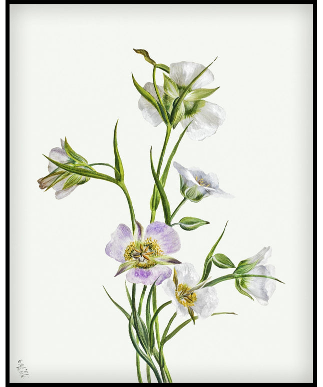 Mary Vaux Walcott Poster