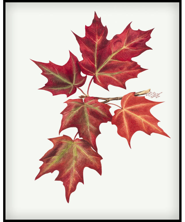 Mary Vaux Walcott Poster