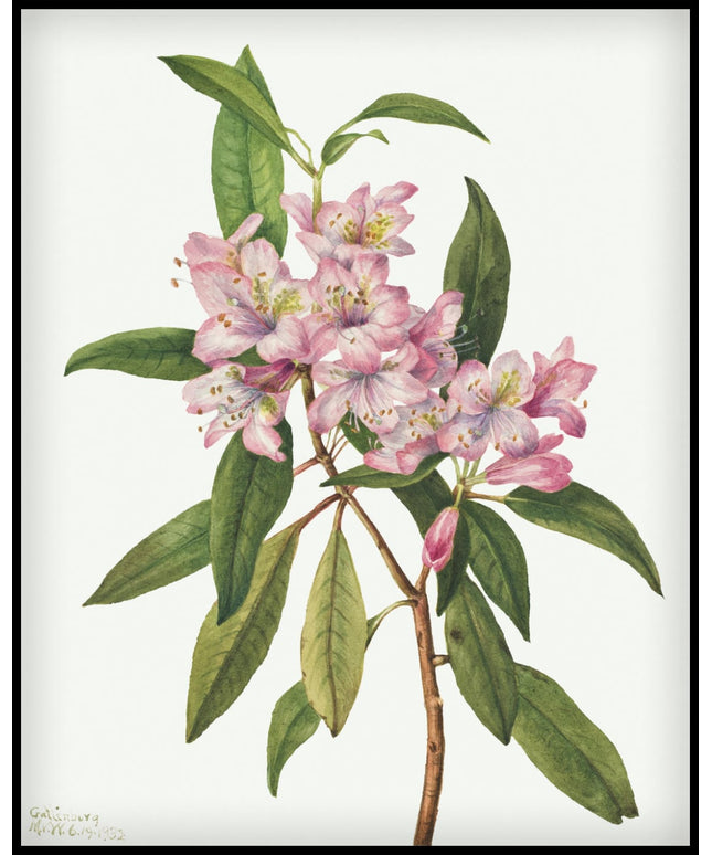 Mary Vaux Walcott Poster