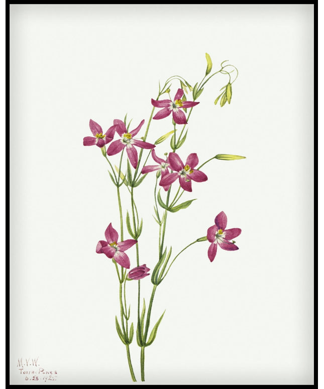 Mary Vaux Walcott Poster