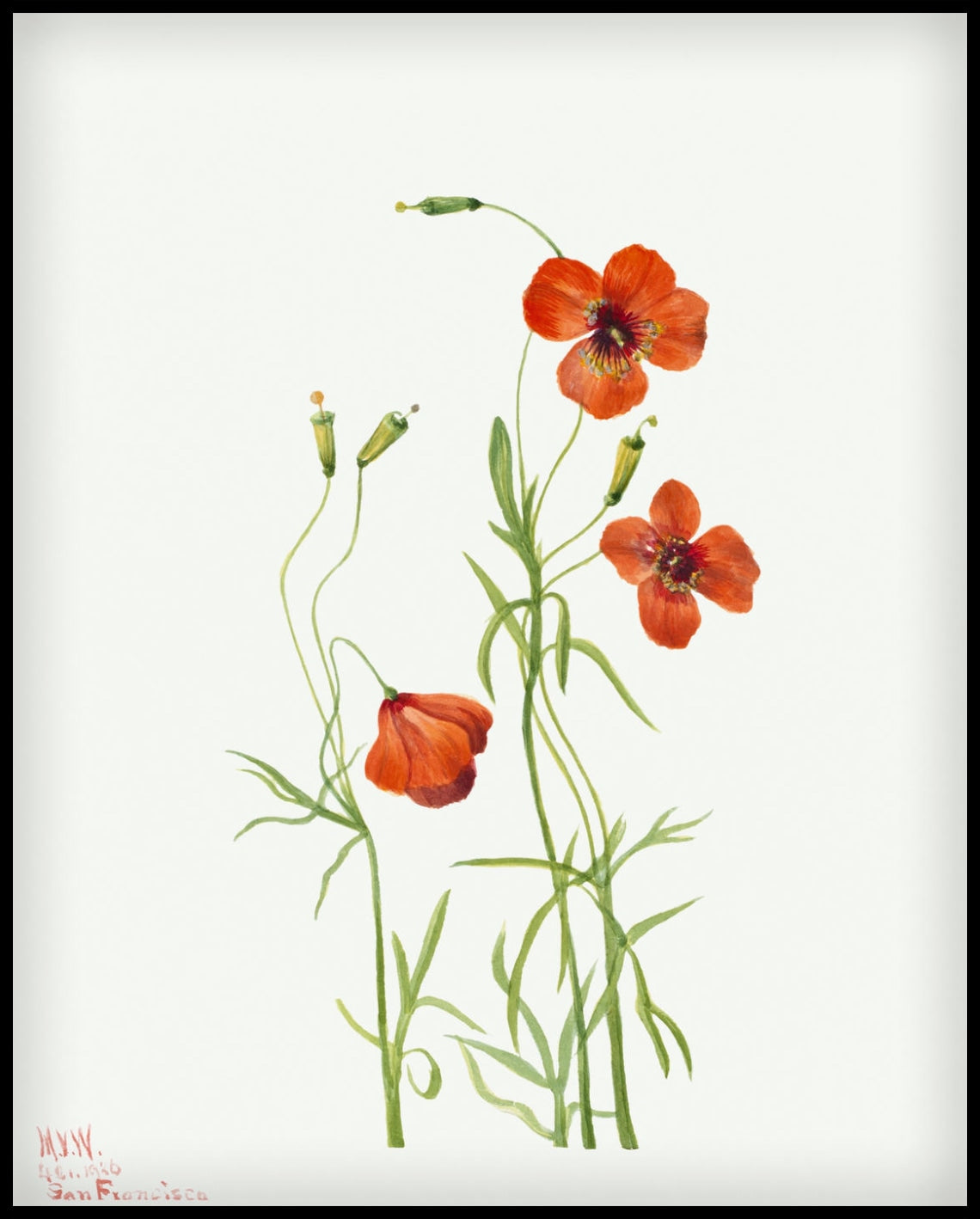 Mary Vaux Walcott Poster