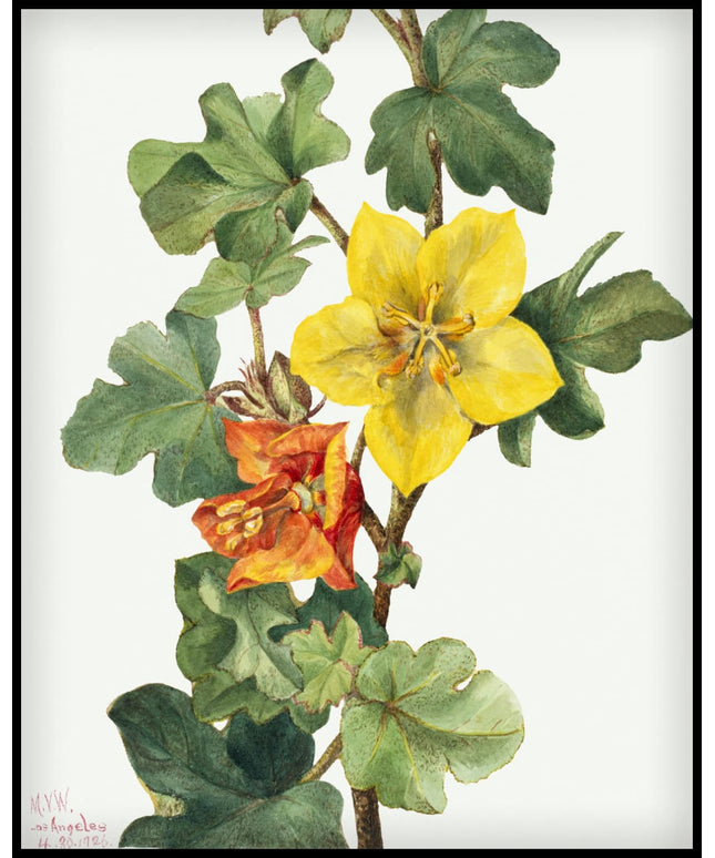 Mary Vaux Walcott Poster