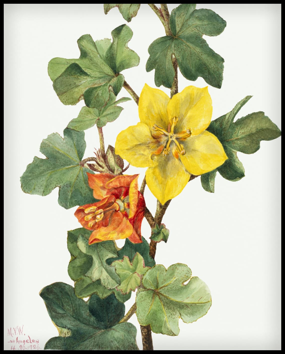 Mary Vaux Walcott Poster