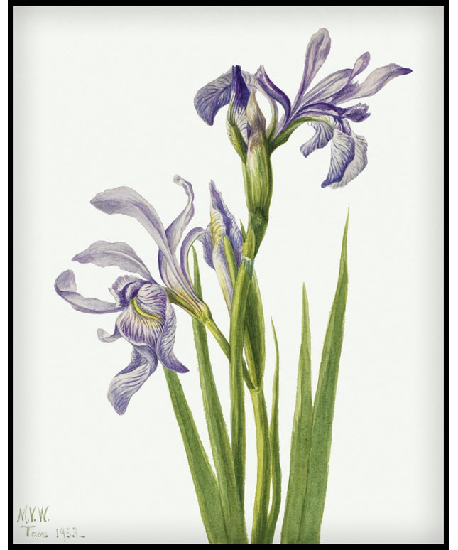 Mary Vaux Walcott Poster