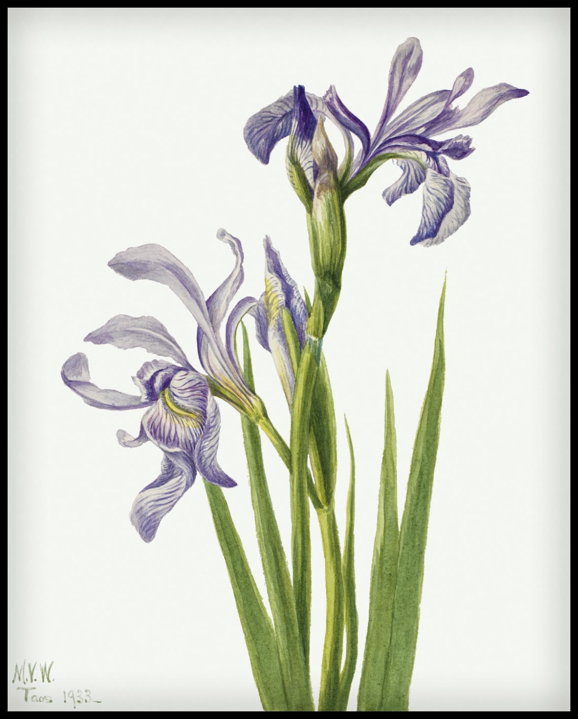 Mary Vaux Walcott Poster
