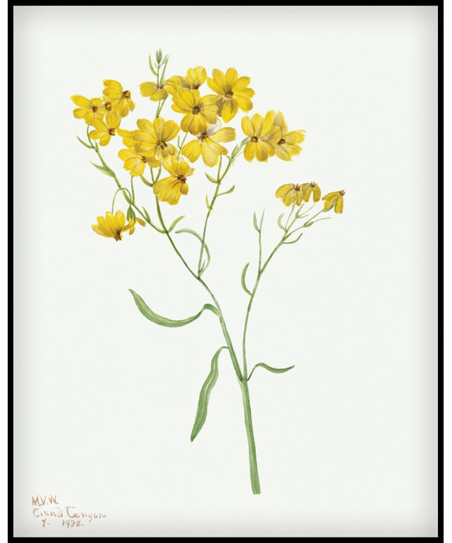 Mary Vaux Walcott Poster