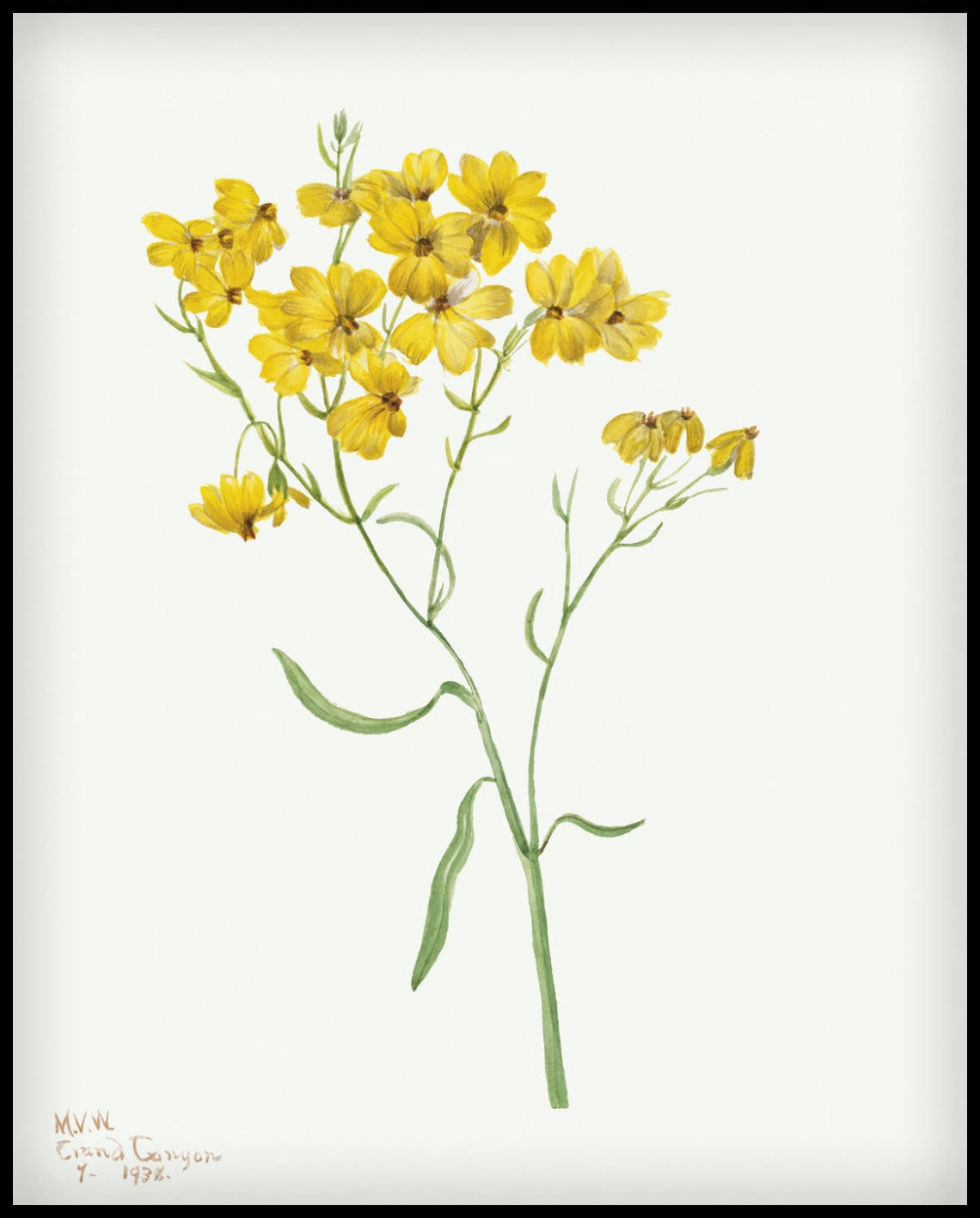 Mary Vaux Walcott Poster
