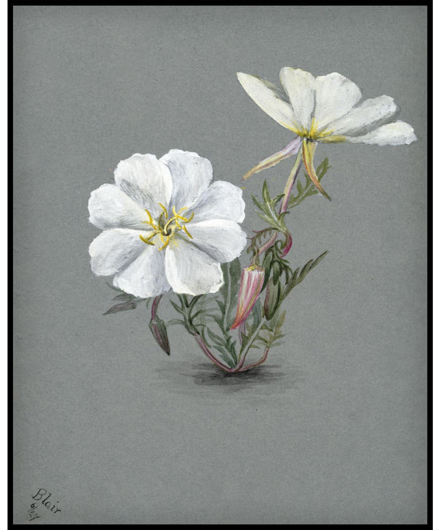 Mary Vaux Walcott Poster