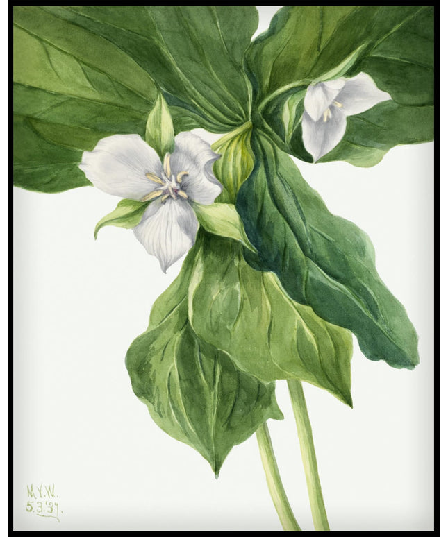 Mary Vaux Walcott Poster