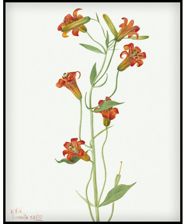 Mary Vaux Walcott Poster