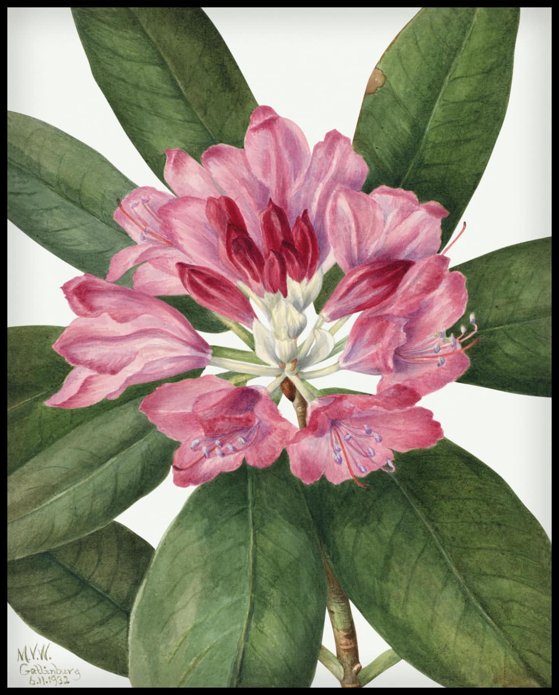 Mary Vaux Walcott Poster