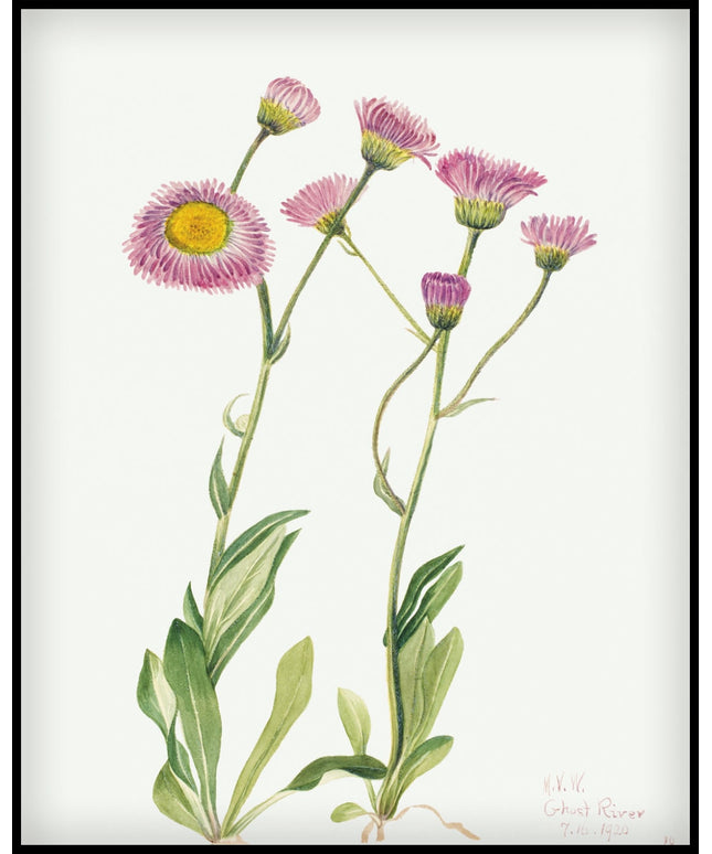 Mary Vaux Walcott Poster