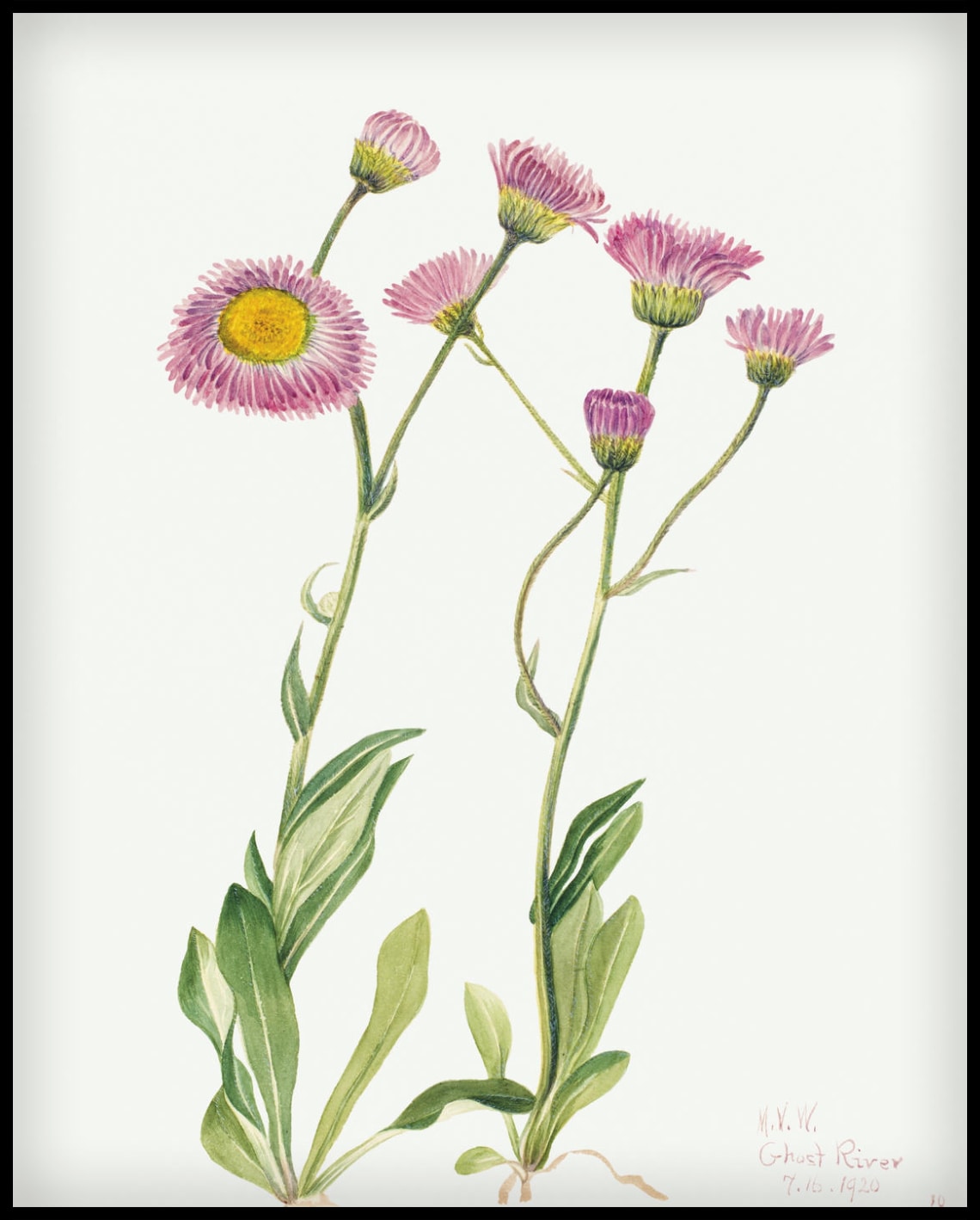 Mary Vaux Walcott Poster