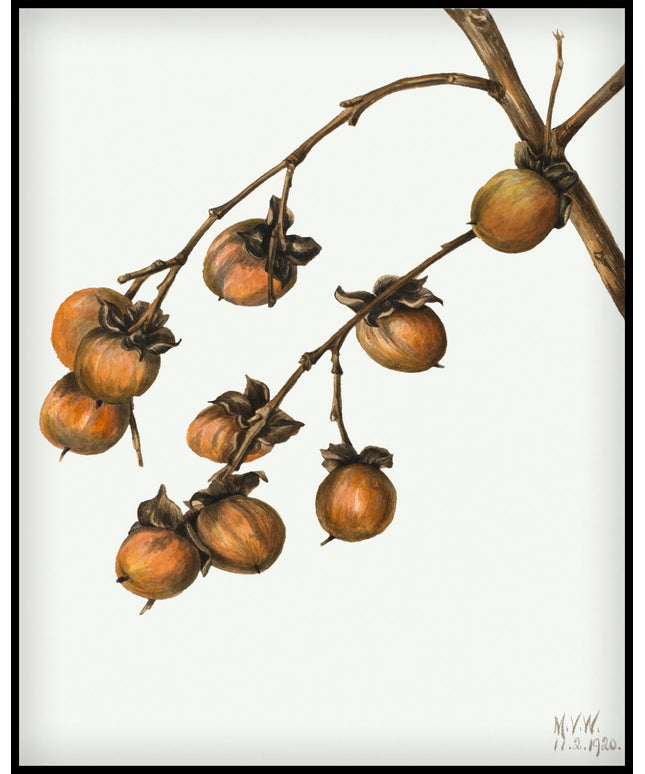 Mary Vaux Walcott Poster