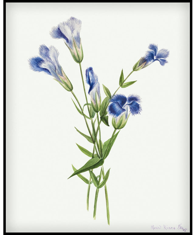 Mary Vaux Walcott Poster