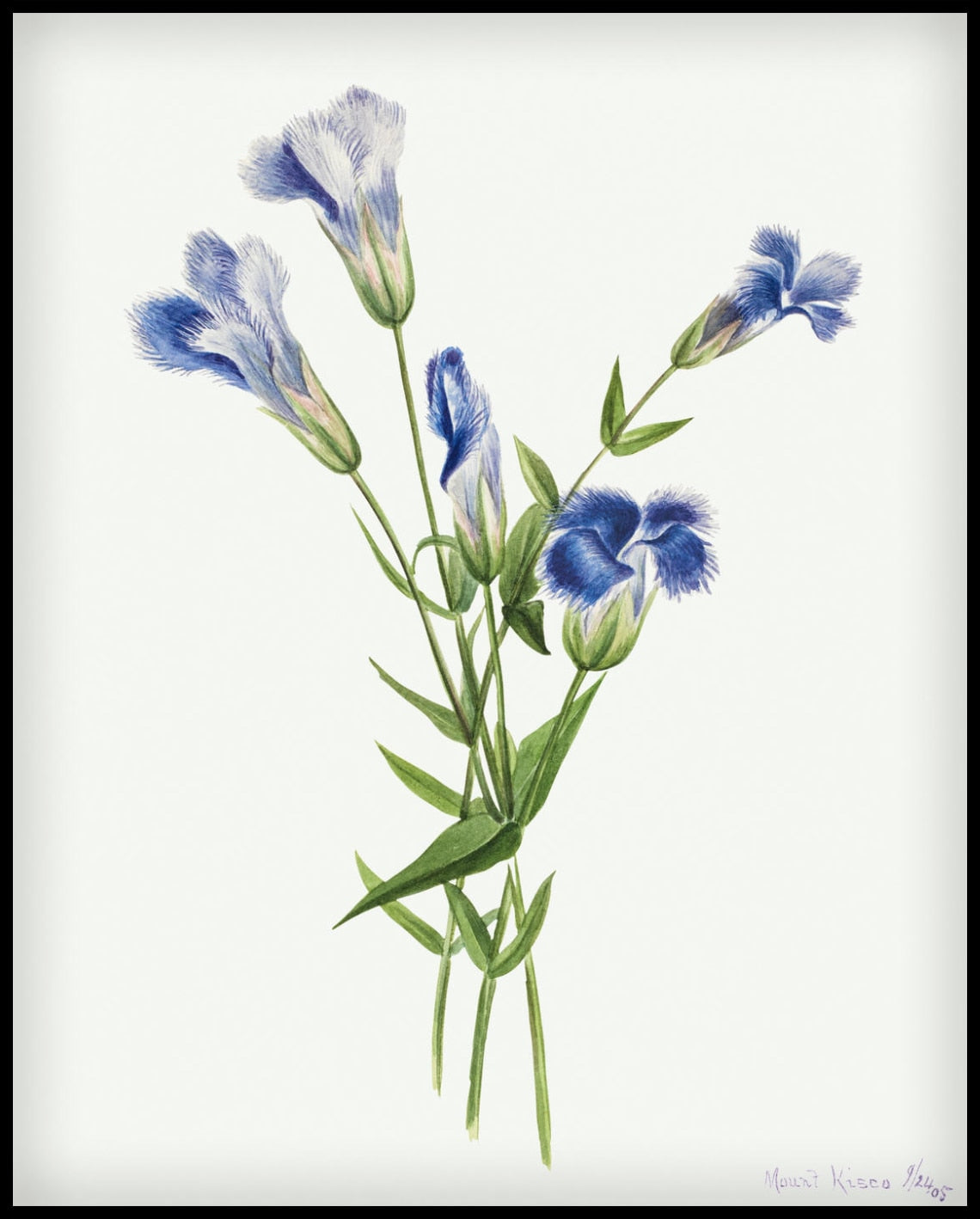 Mary Vaux Walcott Poster
