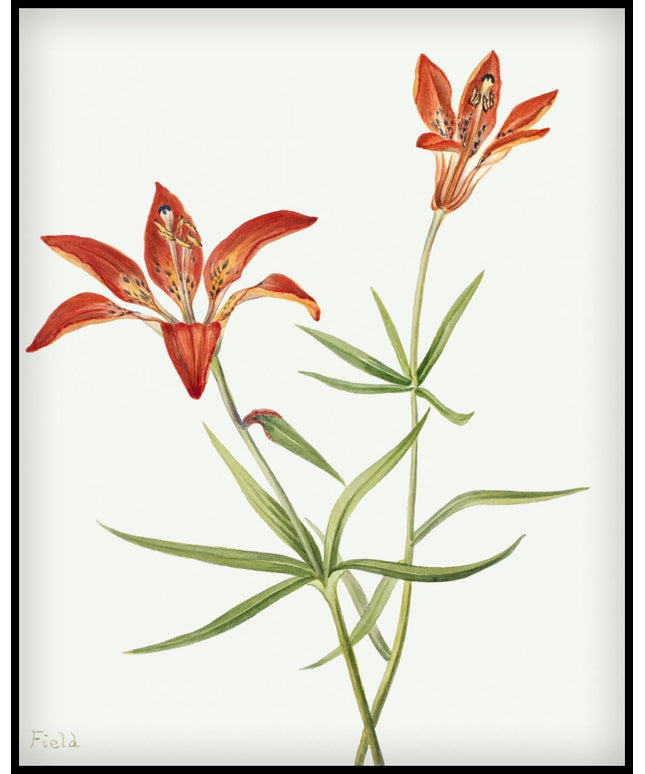 Mary Vaux Walcott Poster