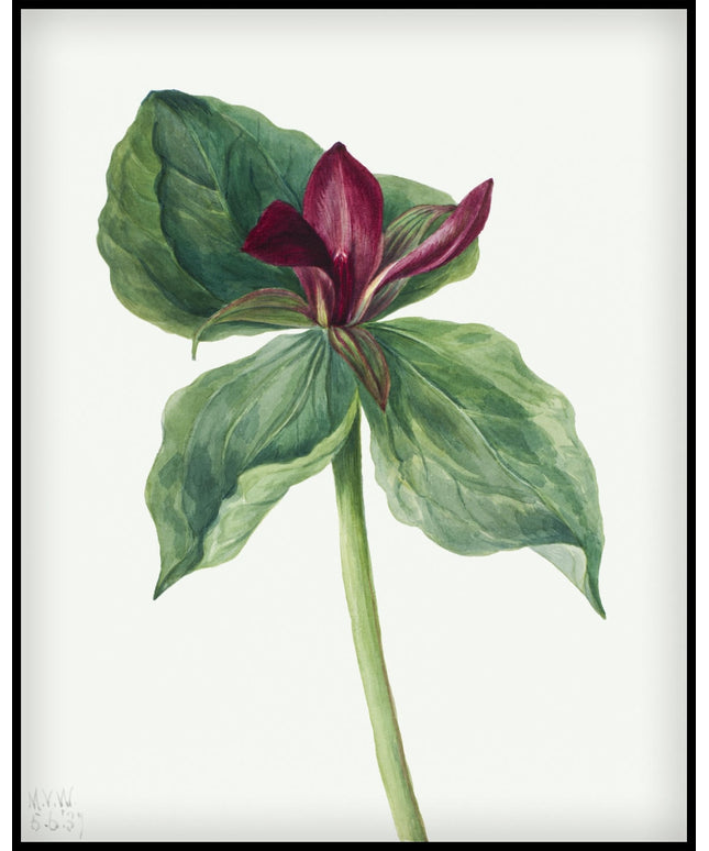 Mary Vaux Walcott Poster