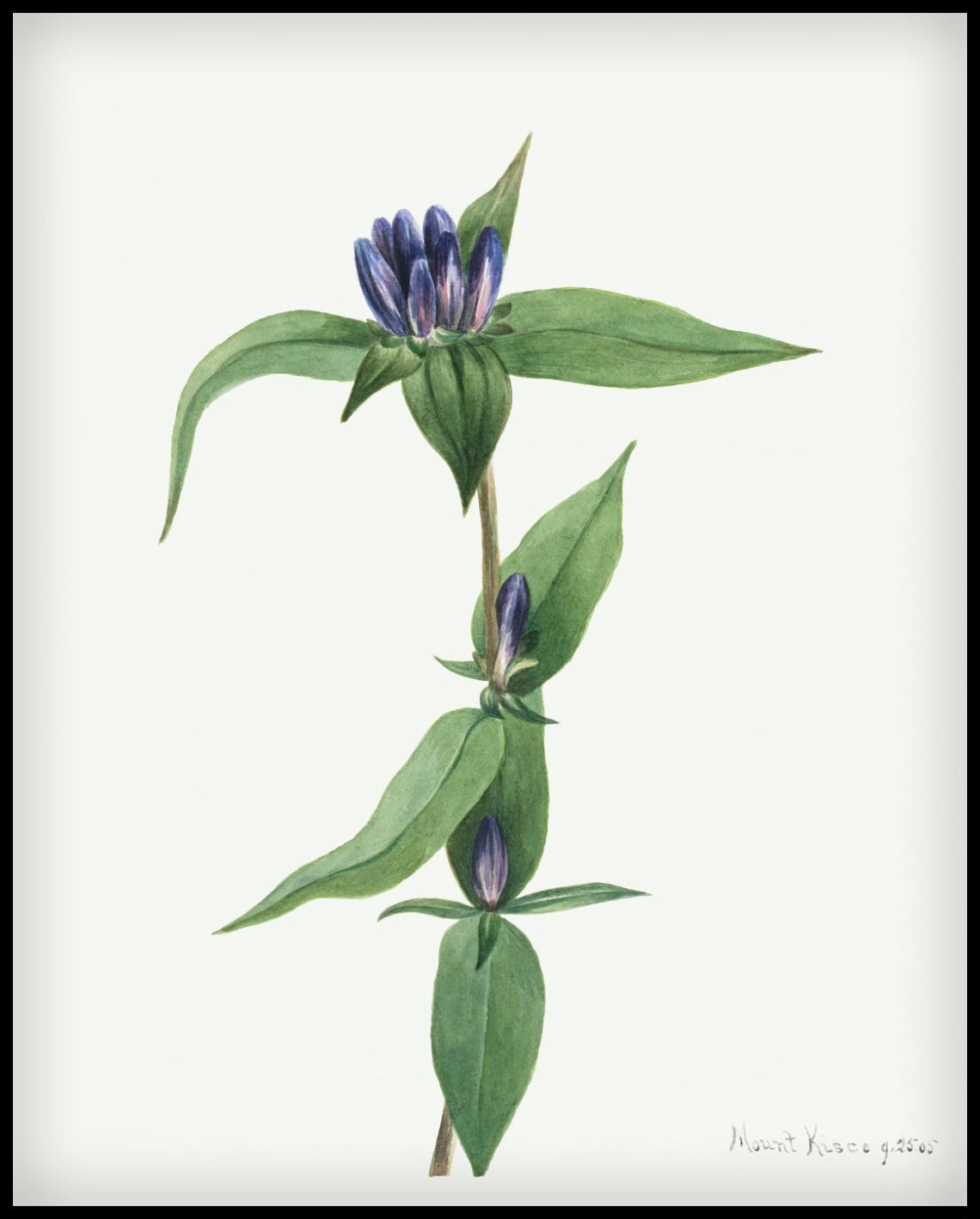 Mary Vaux Walcott Poster