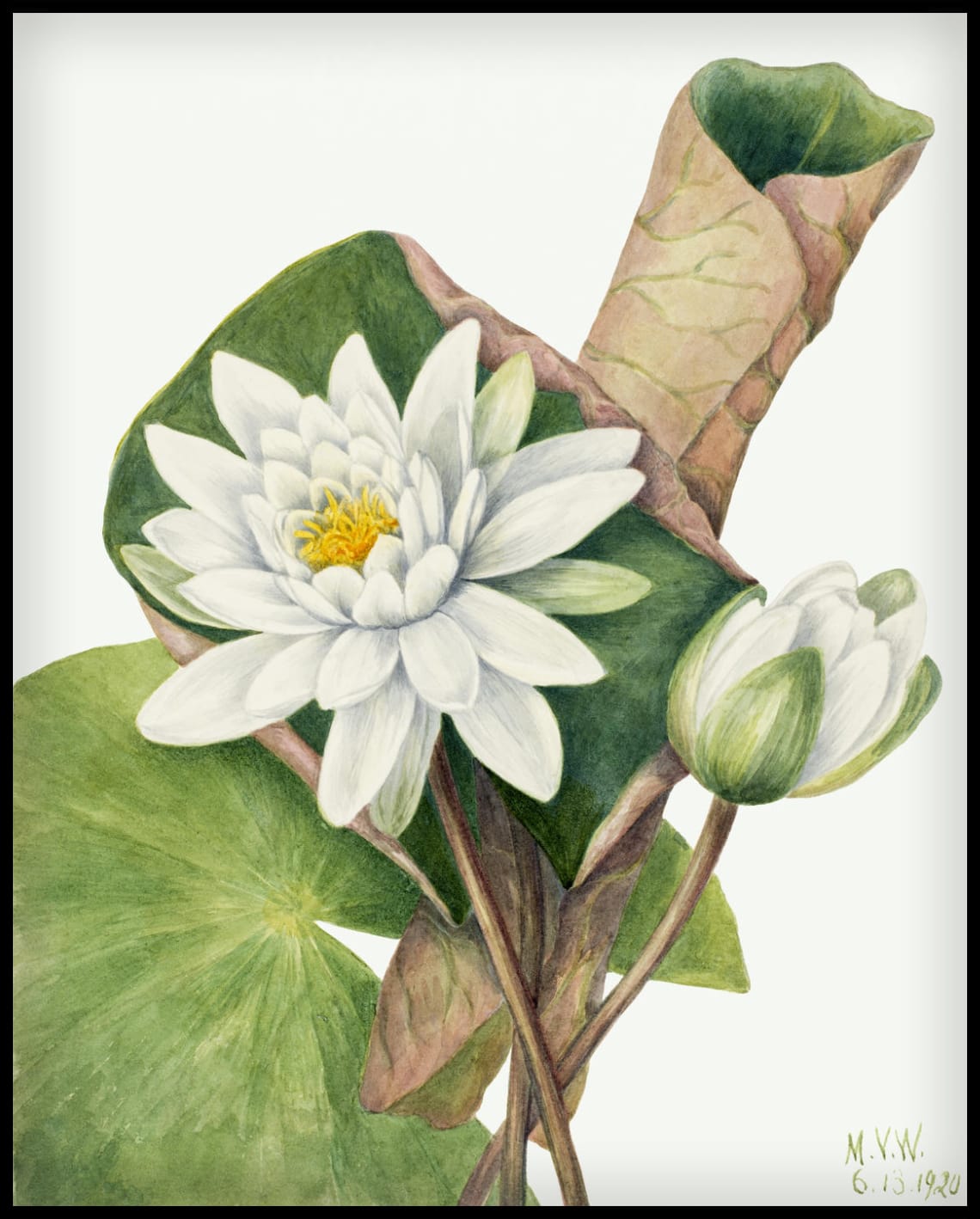 Mary Vaux Walcott Poster