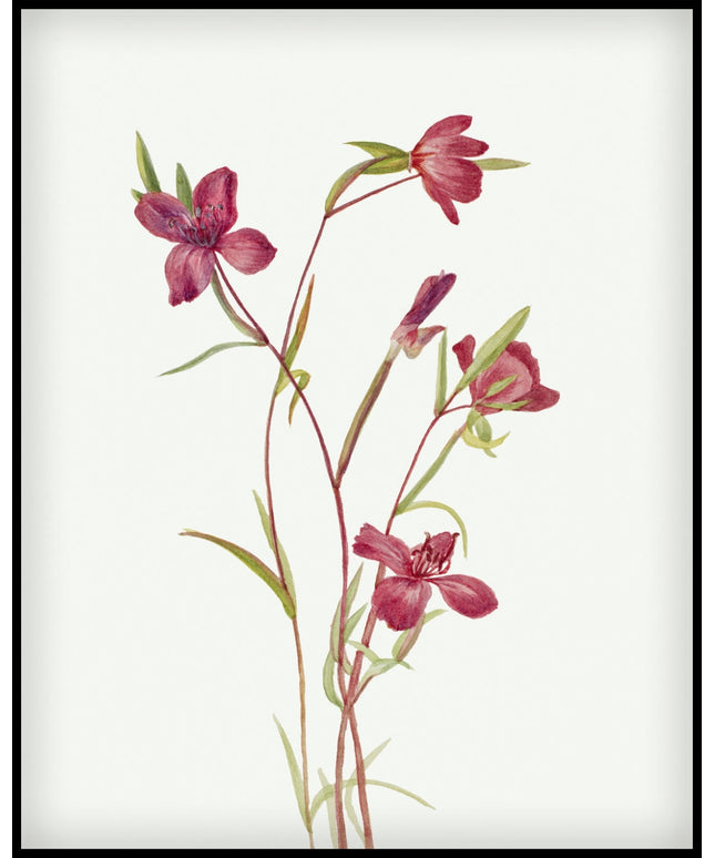 Mary Vaux Walcott Poster