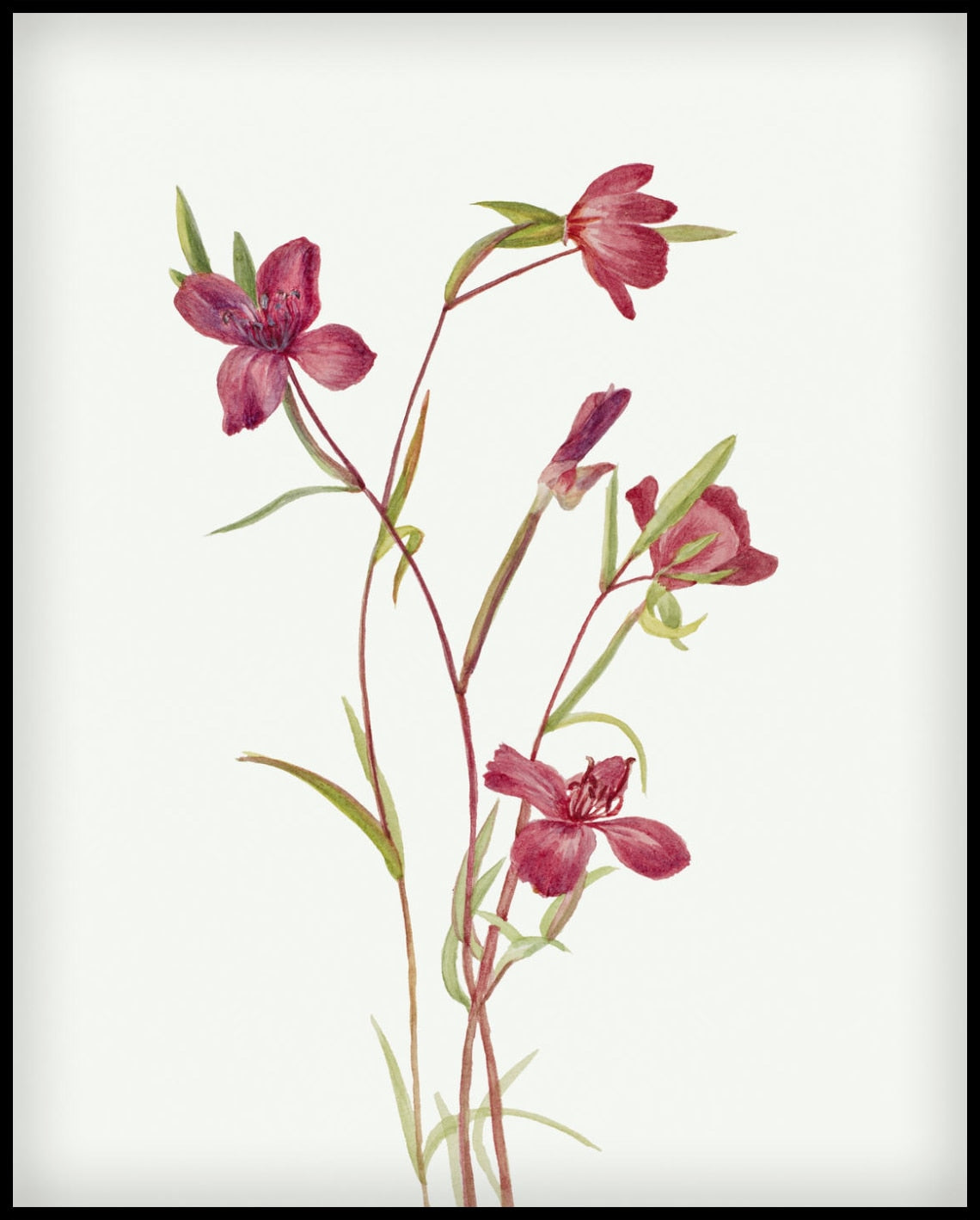 Mary Vaux Walcott Poster