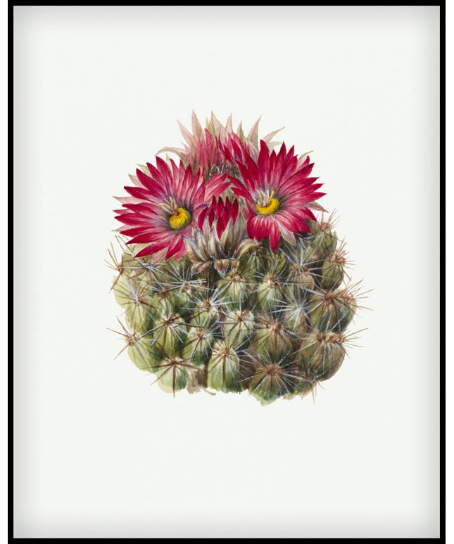 Mary Vaux Walcott Poster