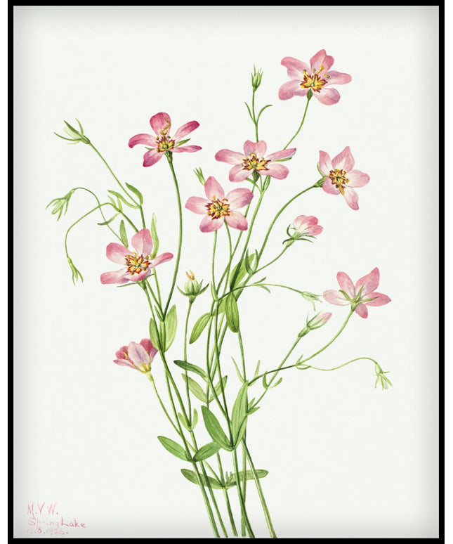 Mary Vaux Walcott Poster