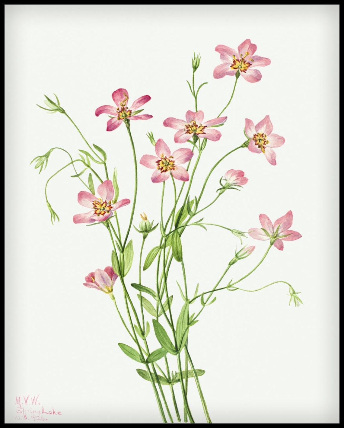 Mary Vaux Walcott Poster
