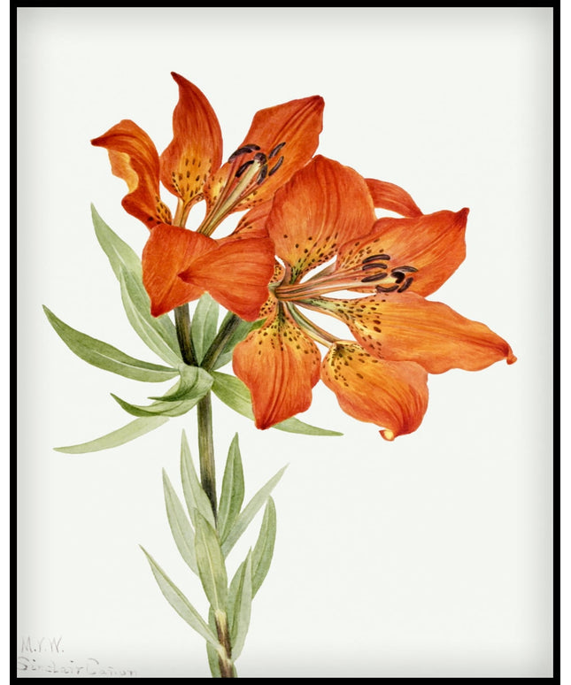 Mary Vaux Walcott Poster