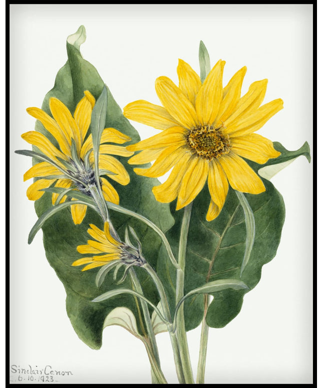 Mary Vaux Walcott Poster