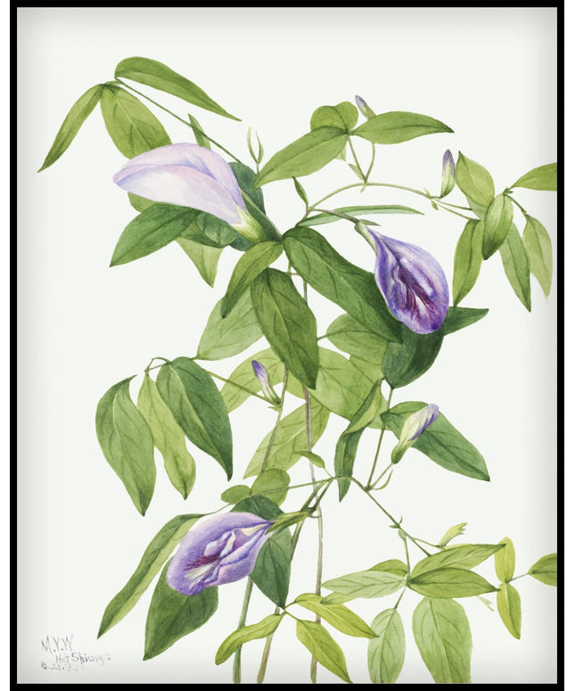 Mary Vaux Walcott Poster