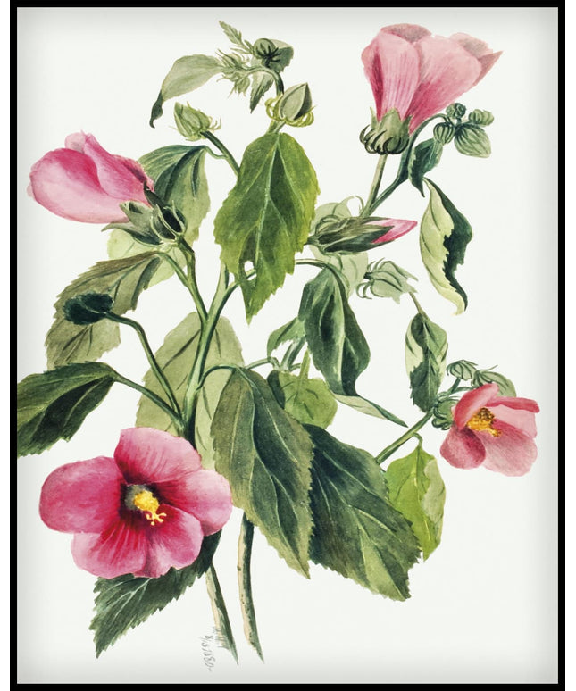 Mary Vaux Walcott Poster