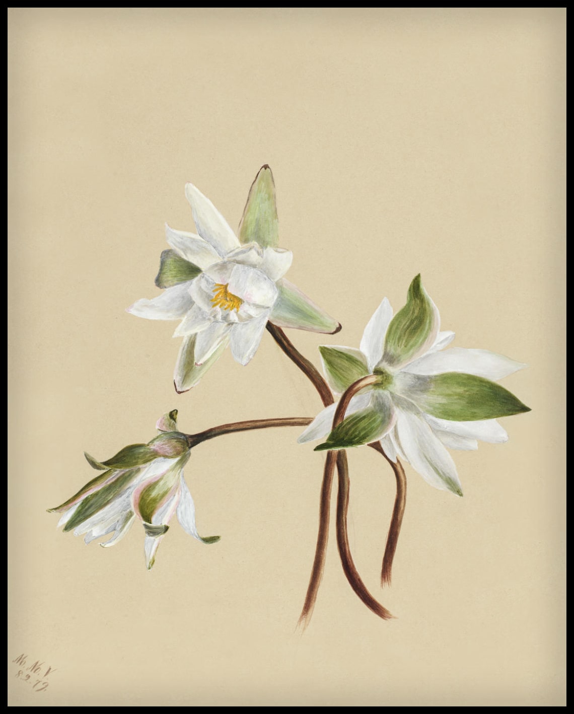 Mary Vaux Walcott Poster