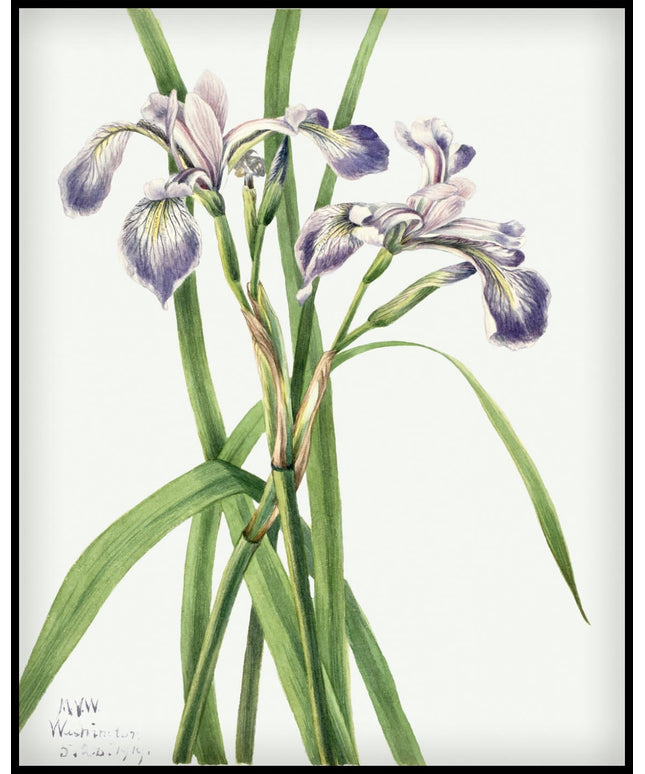 Mary Vaux Walcott Poster