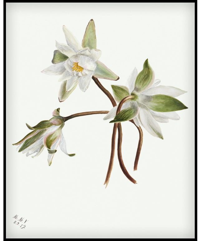 Mary Vaux Walcott Poster