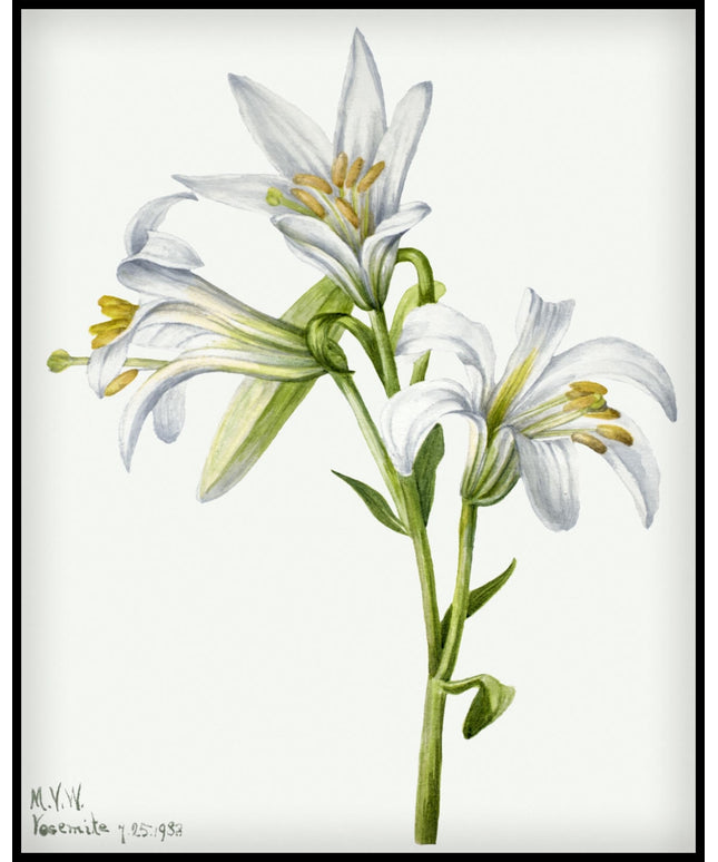 Mary Vaux Walcott Poster