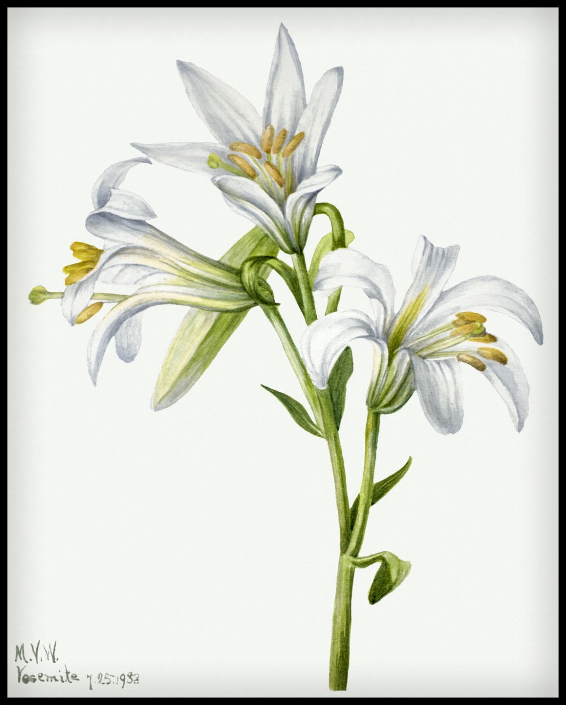 Mary Vaux Walcott Poster