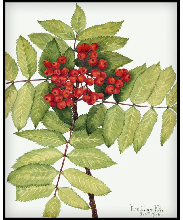 Mary Vaux Walcott Poster