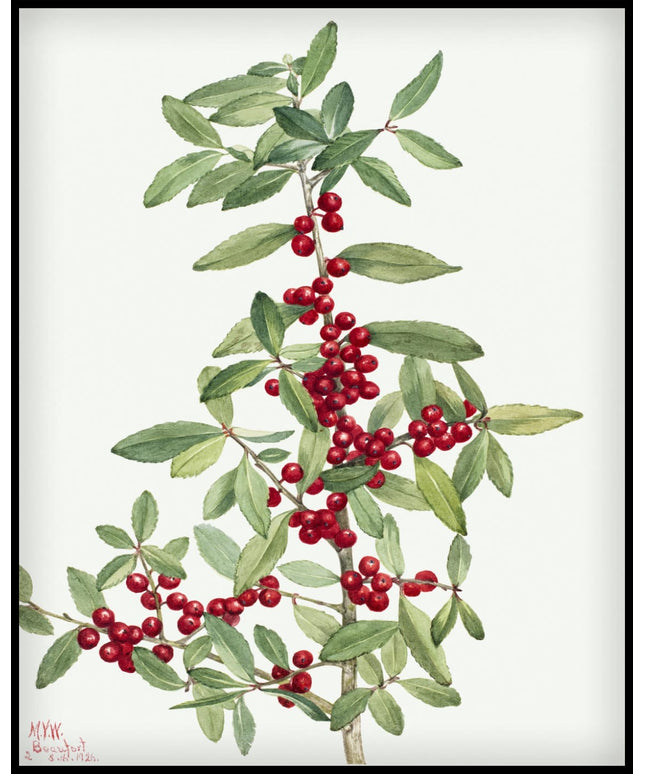 Mary Vaux Walcott Poster