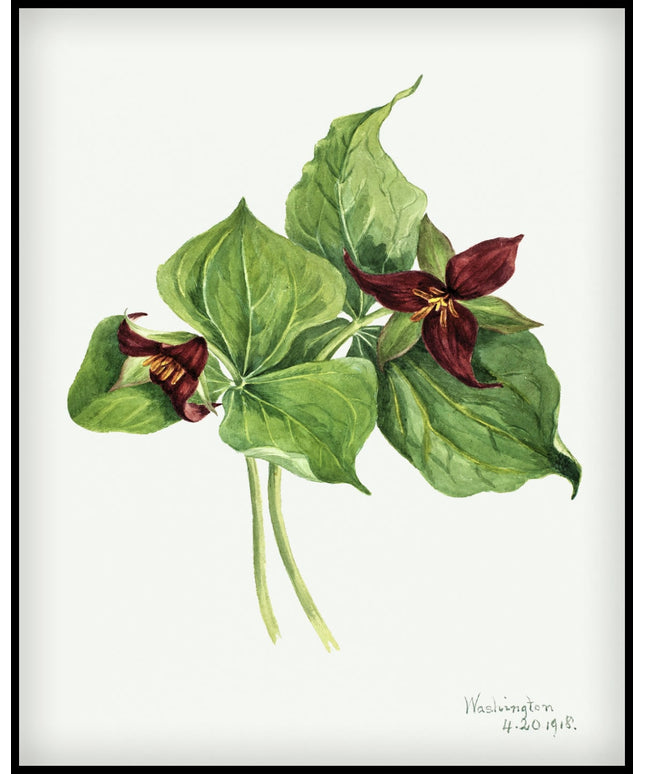 Mary Vaux Walcott Poster