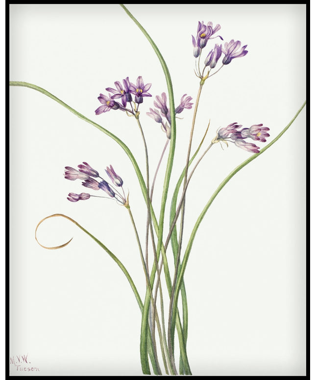 Mary Vaux Walcott Poster