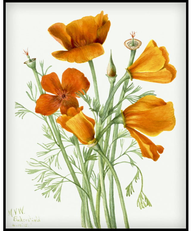 Mary Vaux Walcott Poster