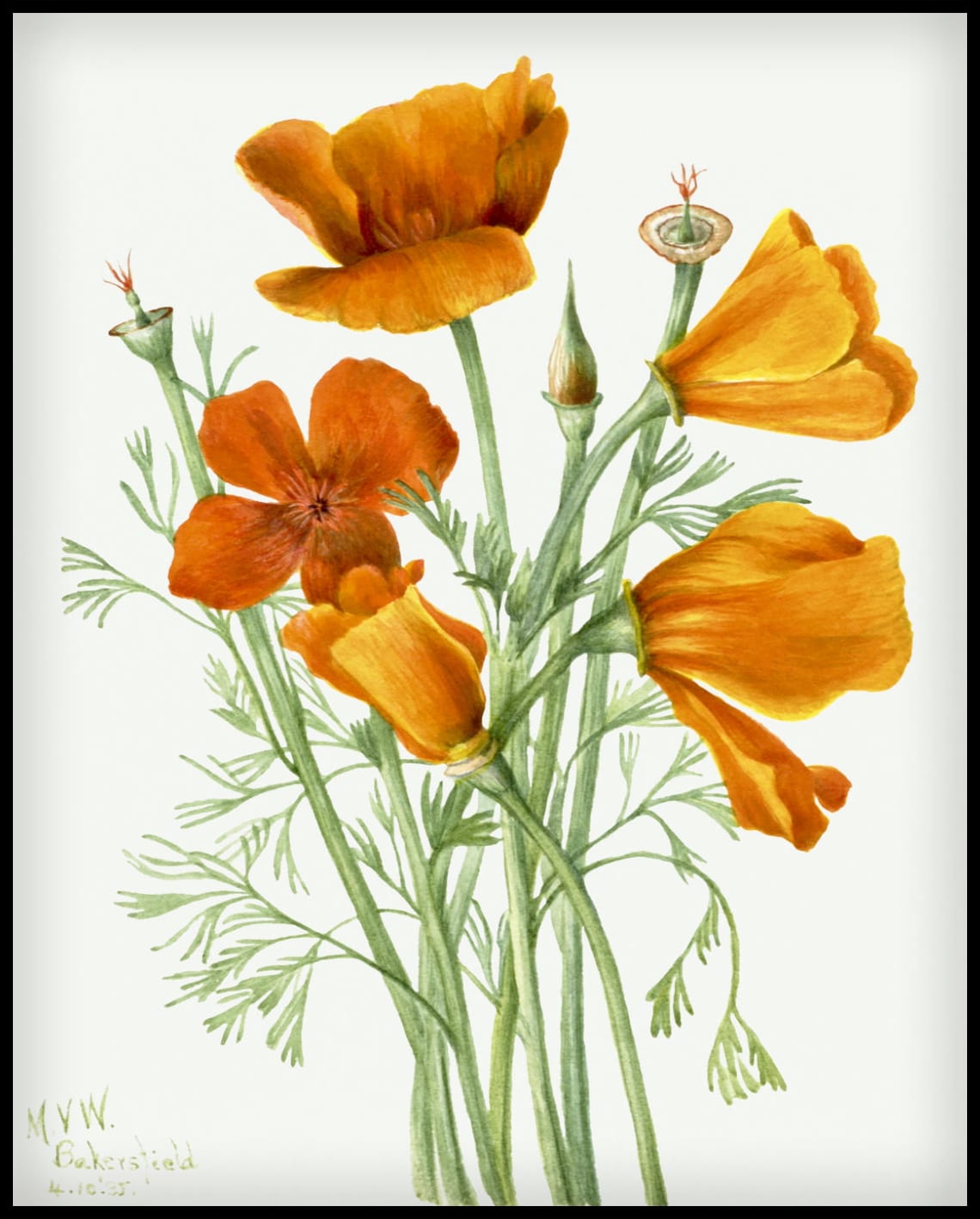 Mary Vaux Walcott Poster