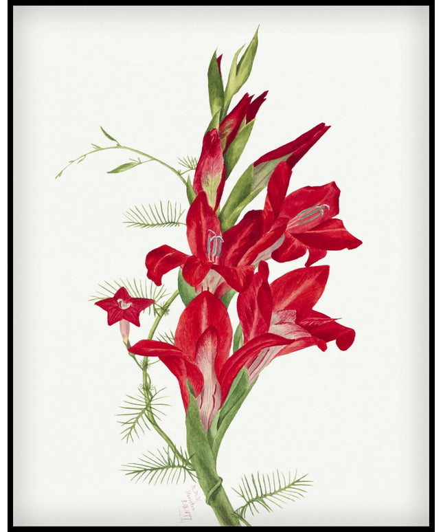 Mary Vaux Walcott Poster