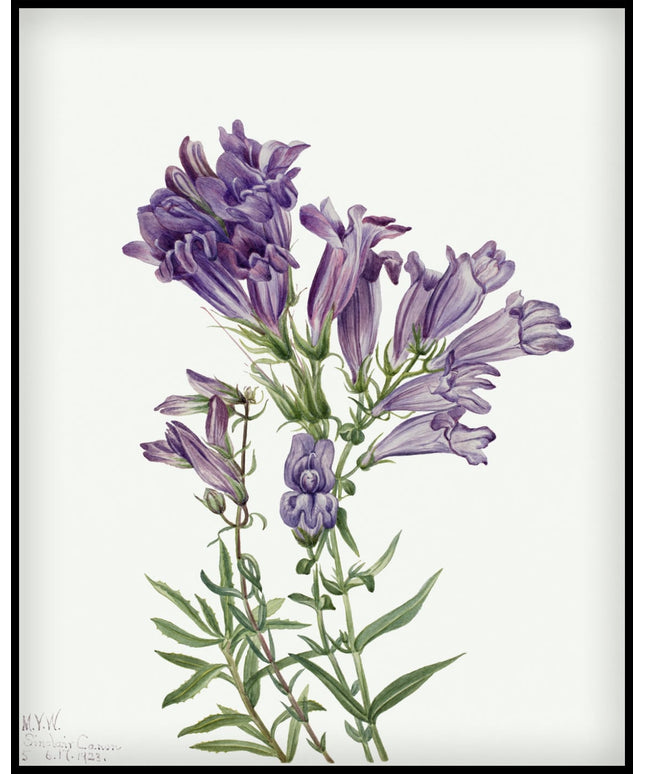 Mary Vaux Walcott Poster