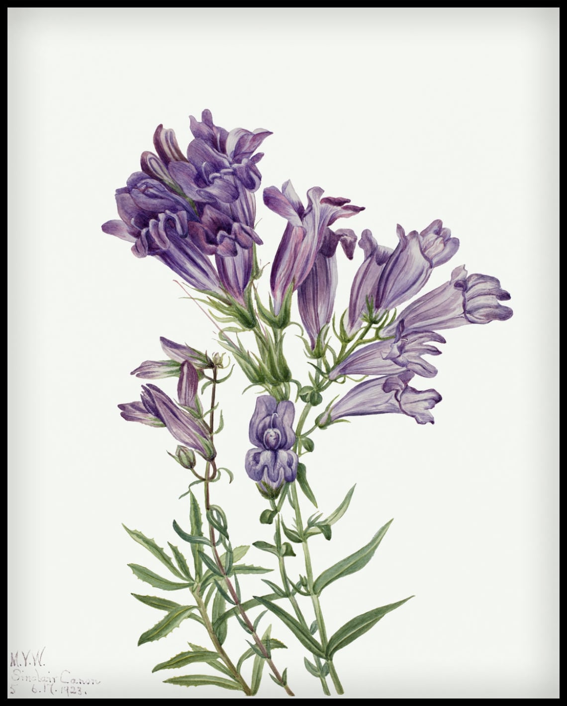 Mary Vaux Walcott Poster