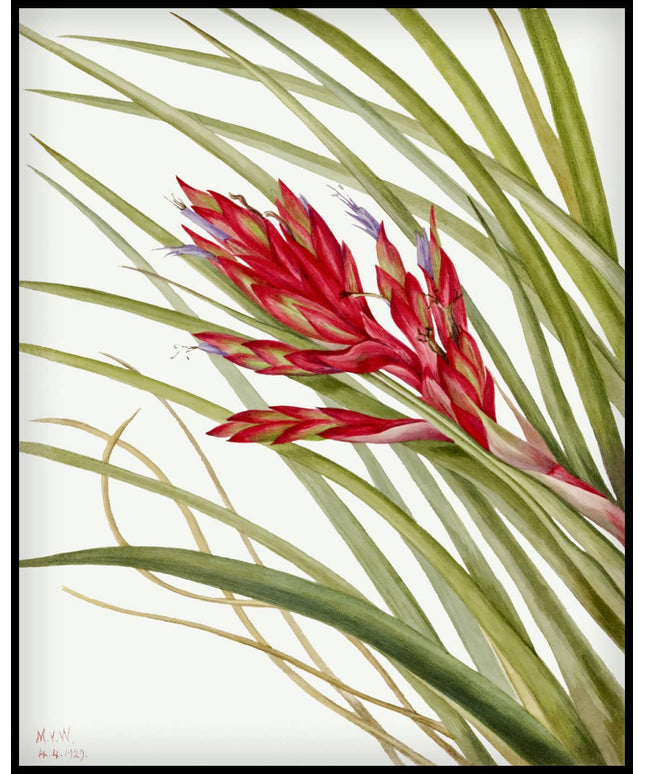 Mary Vaux Walcott Poster