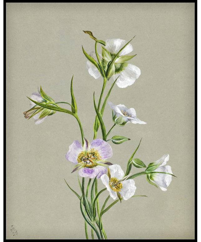 Mary Vaux Walcott Poster